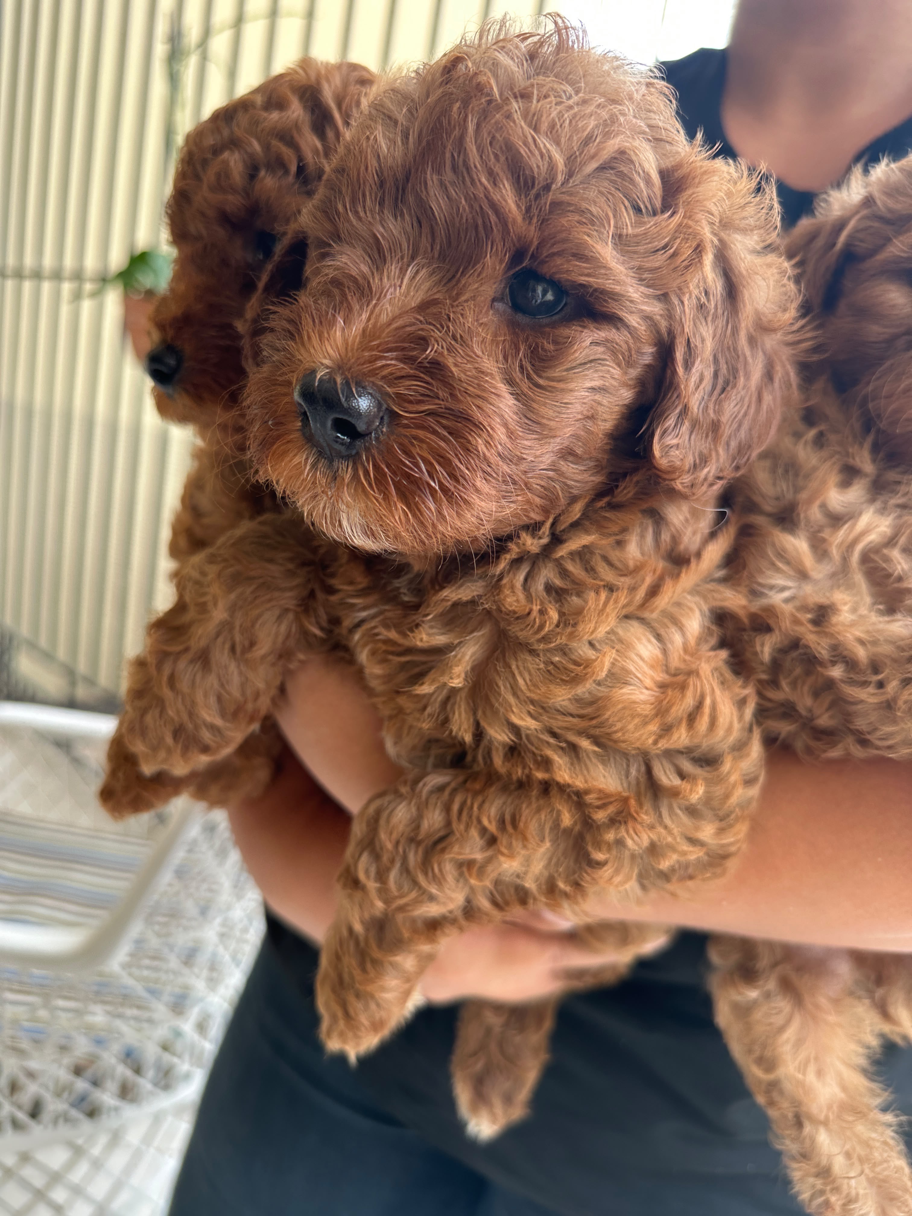 Goldendoodle Toy Ambos Sexos  Foto 7321606-2.jpg