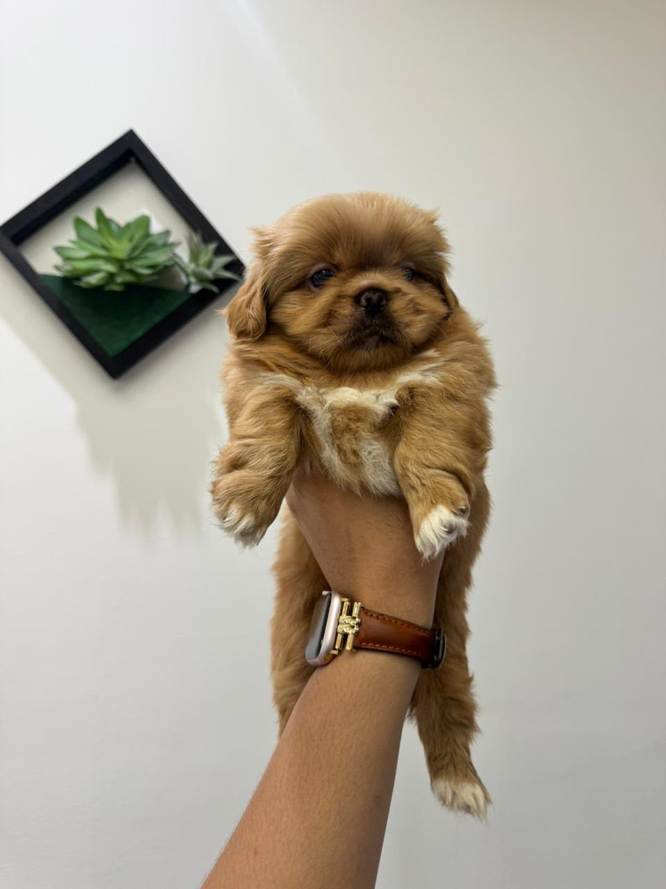 Pekines   Macho Foto 7321607-3.jpg