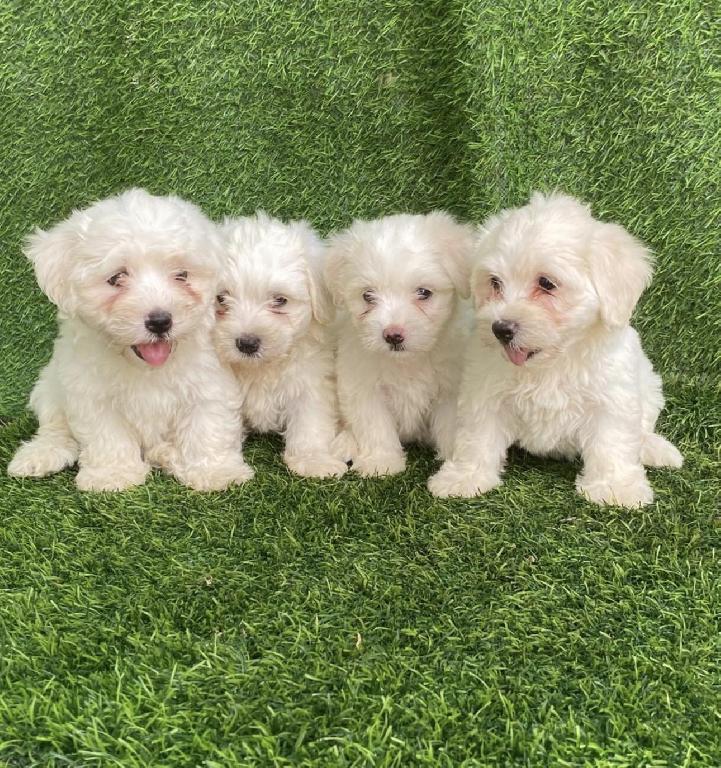 Maltipoo Ambos Sexos  Foto 7321608-1.jpg