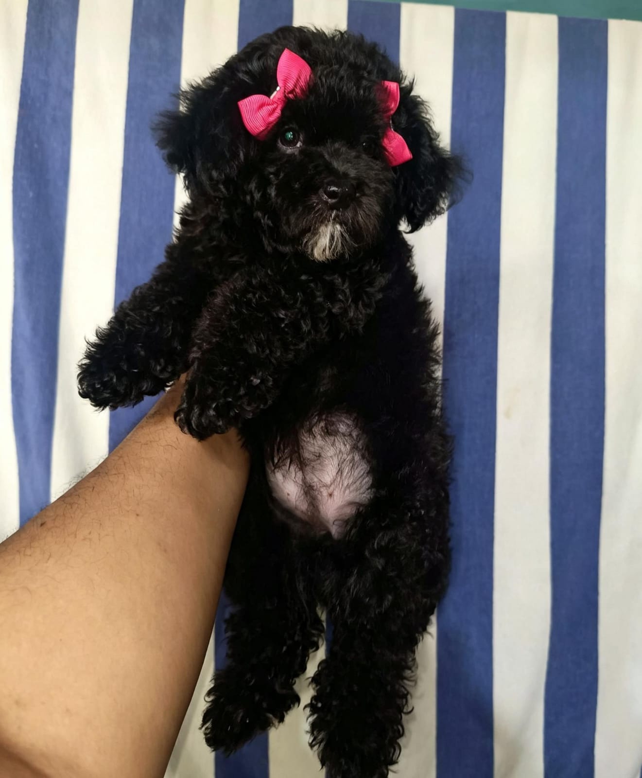 OFERTA CACHORRO POODLE TOY HEMBRA UBICADA EN SANTO DOMINGO Y VACUNADA  Foto 7321609-1.jpg