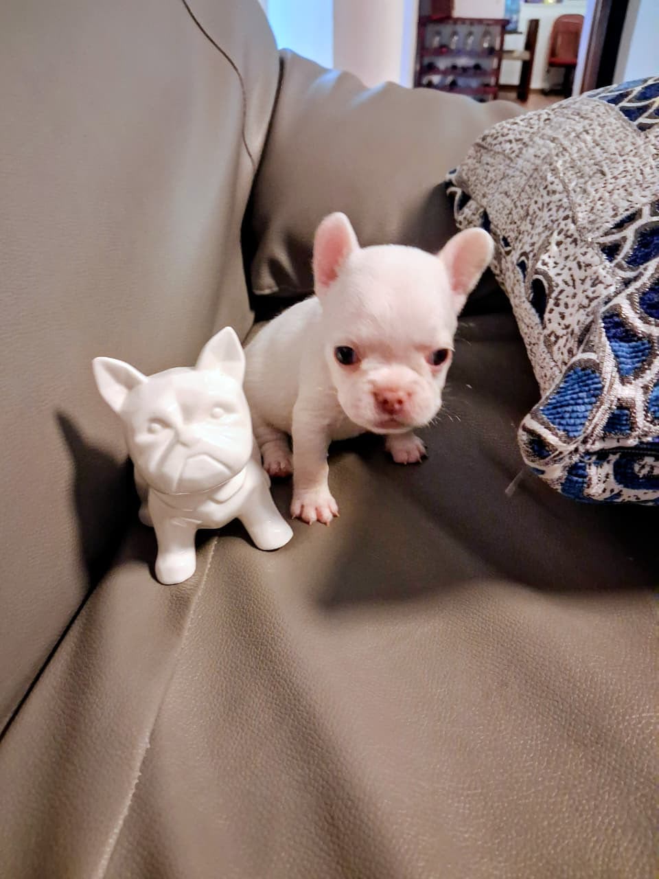 OFERTA CACHORRO BULLDOG FRANCES HEMBRA BLANCA CON SU VACUNA AL DIA EN  Foto 7321792-1.jpg