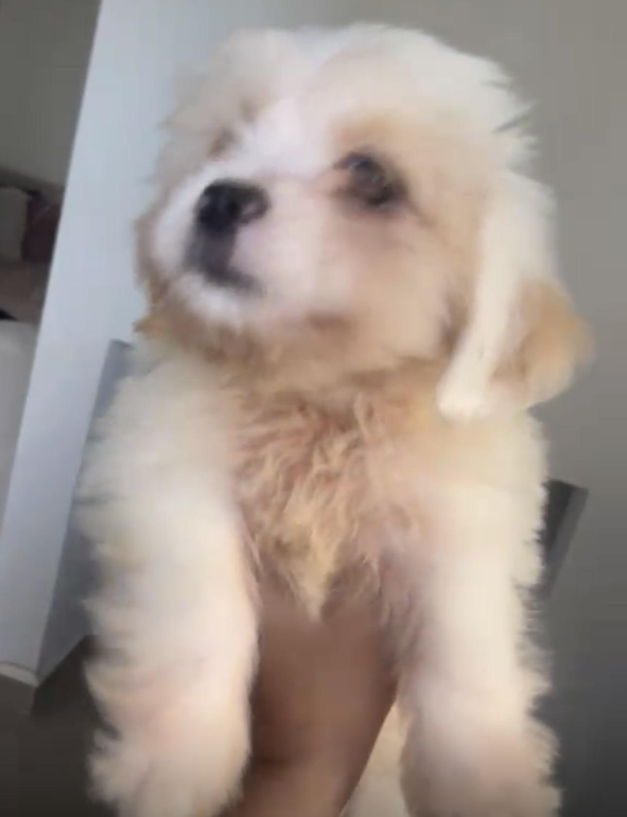 Shipoo macho 2 meses Foto 7321854-3.jpg