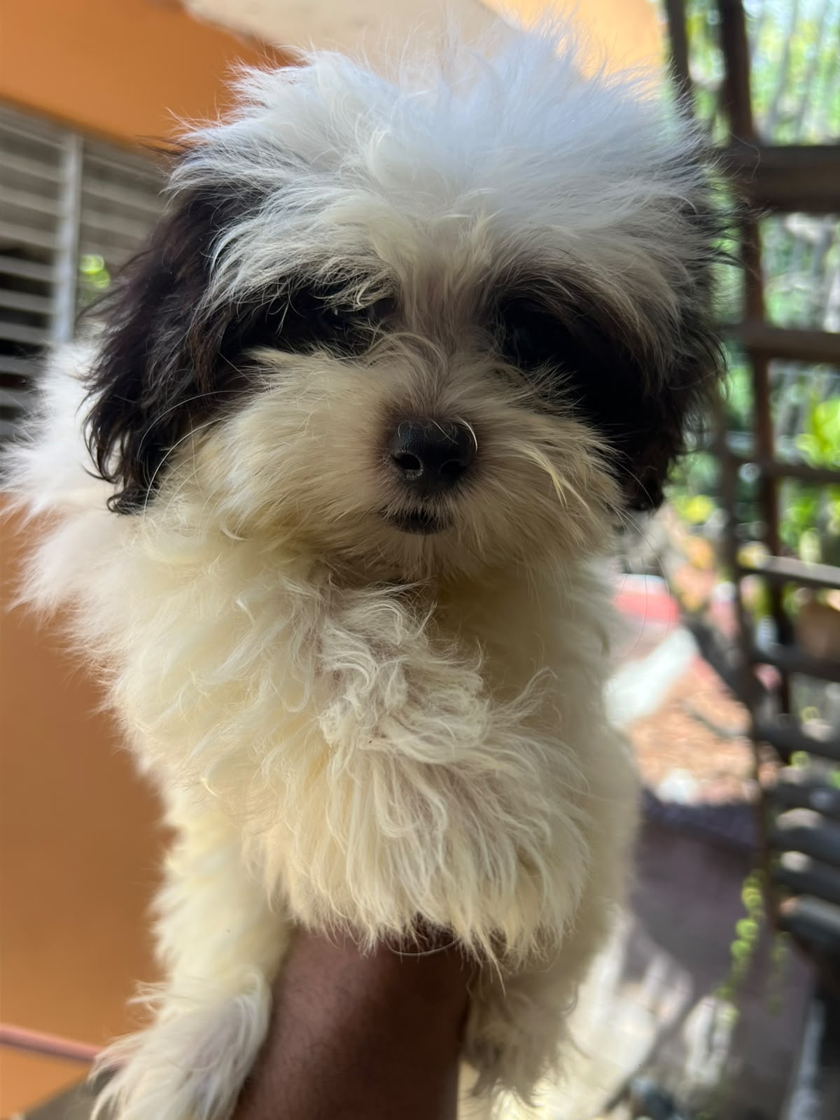 OFERTA CACHORRO SHIPOO MACHO UBICADO EN SANTO DOMINGO Y TIENE SU VACUN Foto 7321971-1.jpg