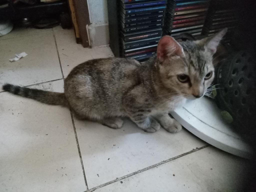 Gatita tabby atigrada cazadora profesional Foto 7321976-1.jpg