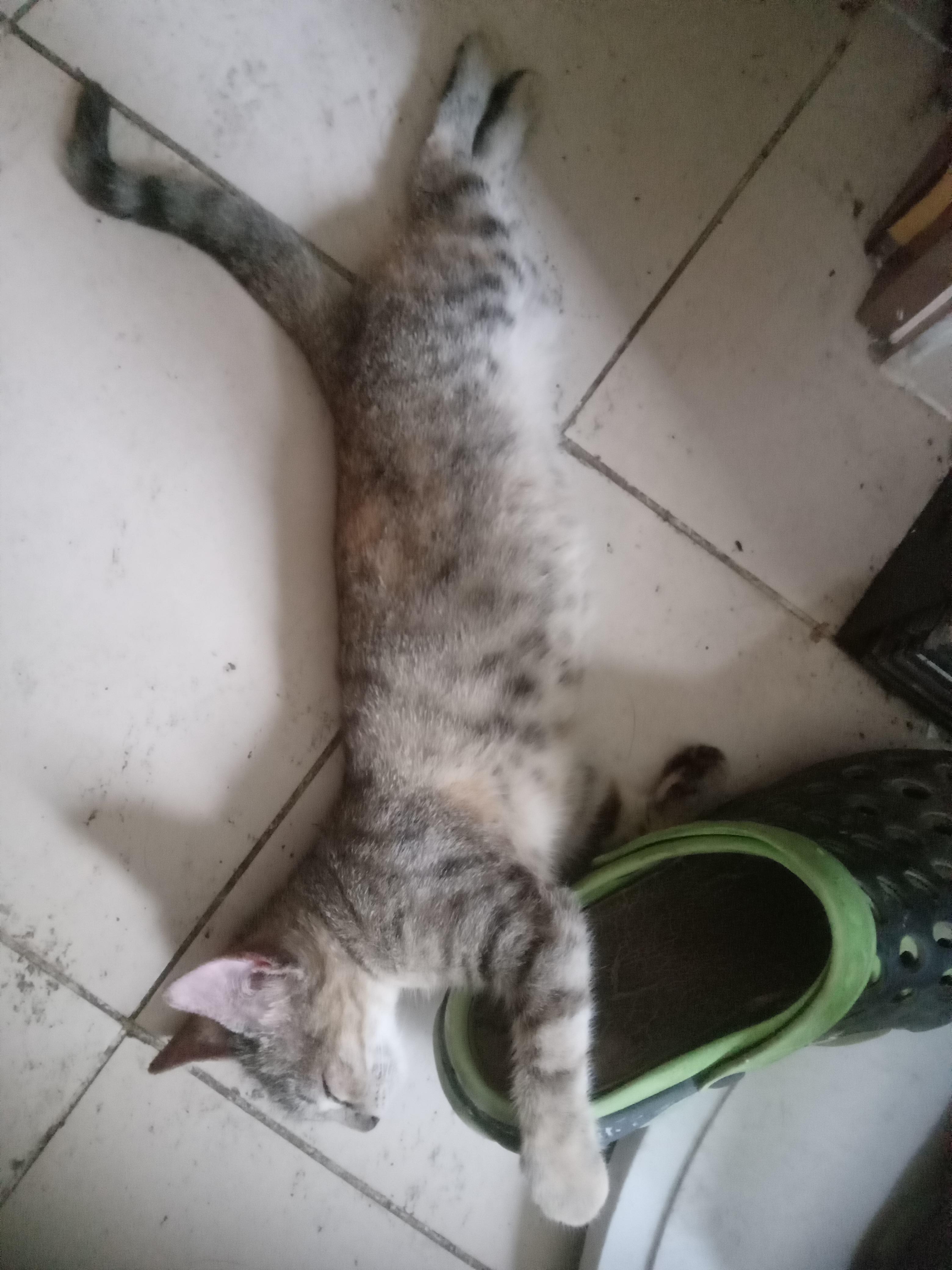 Gatita tabby atigrada cazadora profesional Foto 7321976-3.jpg