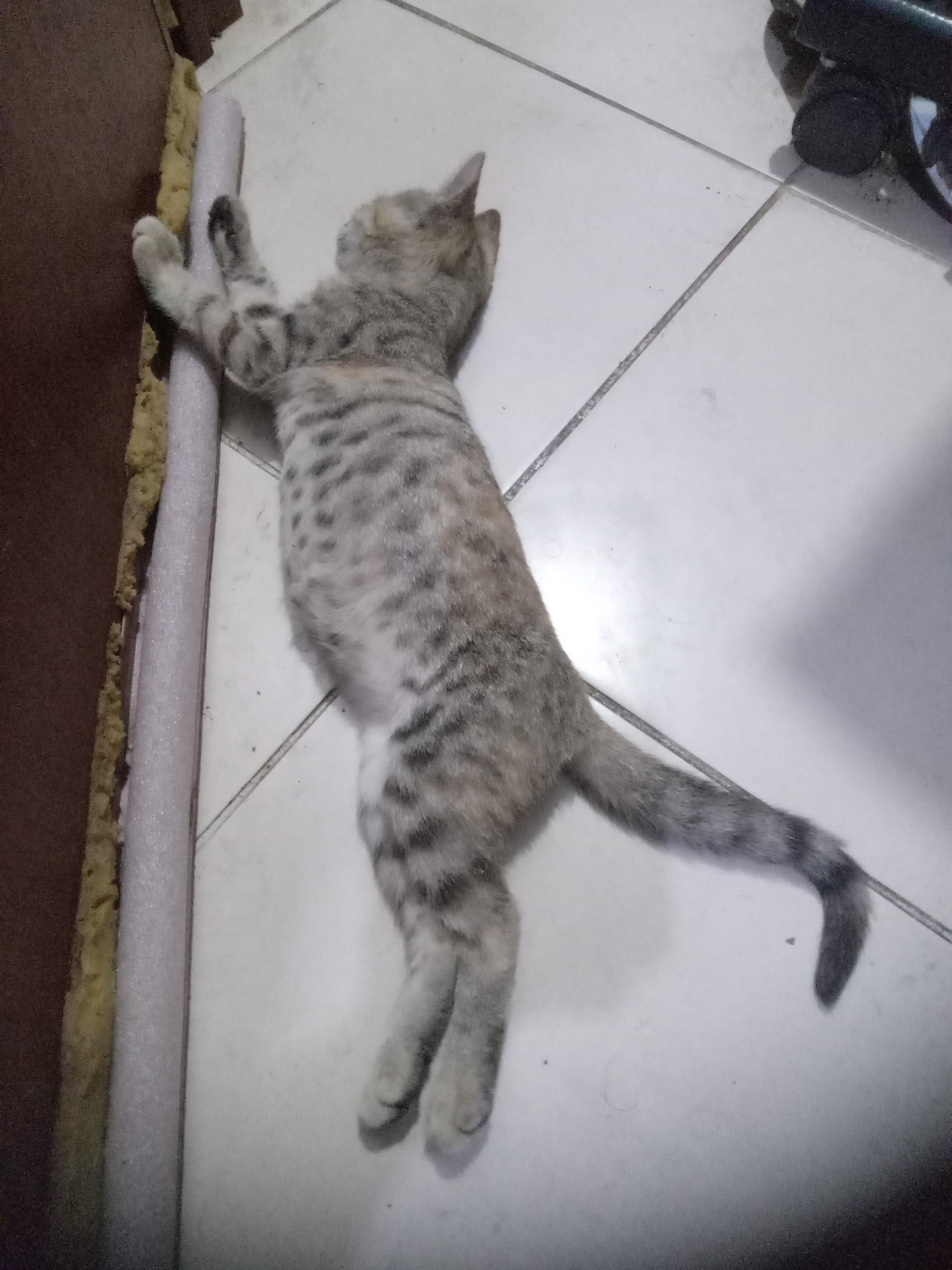 Gatita tabby atigrada cazadora profesional Foto 7321976-4.jpg