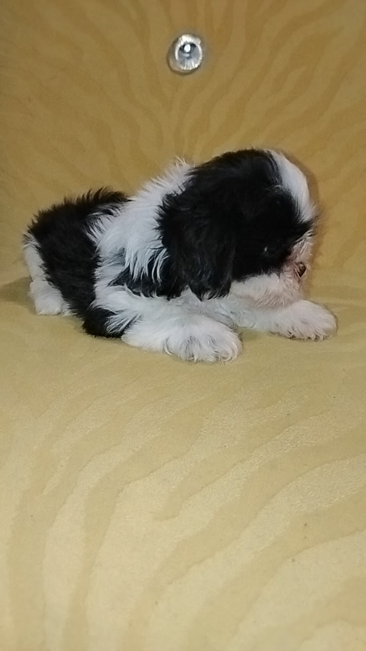 OFERTA CACHORRO SHIH TZU MACHO UBICADO EN SANTO DOMINGO Y TIENE SU VAC Foto 7321991-2.jpg
