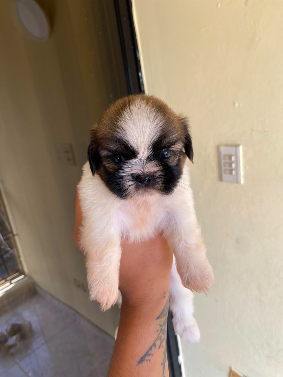 OFERTA CACHORRO SHIH TZU HEMBRA UBICADO EN SANTO DOMINGO Y TIENE SU VA Foto 7321992-1.jpg