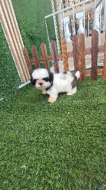 OFERTA CACHORRO SHIH TZU HEMBRA UBICADO EN SANTO DOMINGO Y TIENE SU VA Foto 7321993-1.jpg