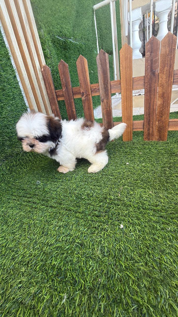OFERTA CACHORRO SHIH TZU HEMBRA UBICADO EN SANTO DOMINGO Y TIENE SU VA Foto 7321993-2.jpg