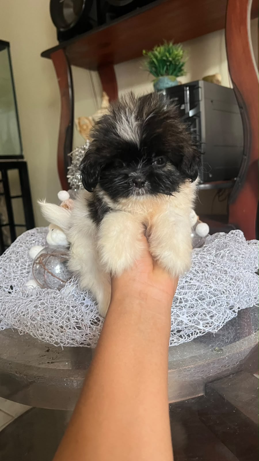 OFERTA CACHORRO SHIPOO AMBOS SEXO UBICADO EN SANTO DOMINGO Y TIENE SU  Foto 7321995-1.jpg