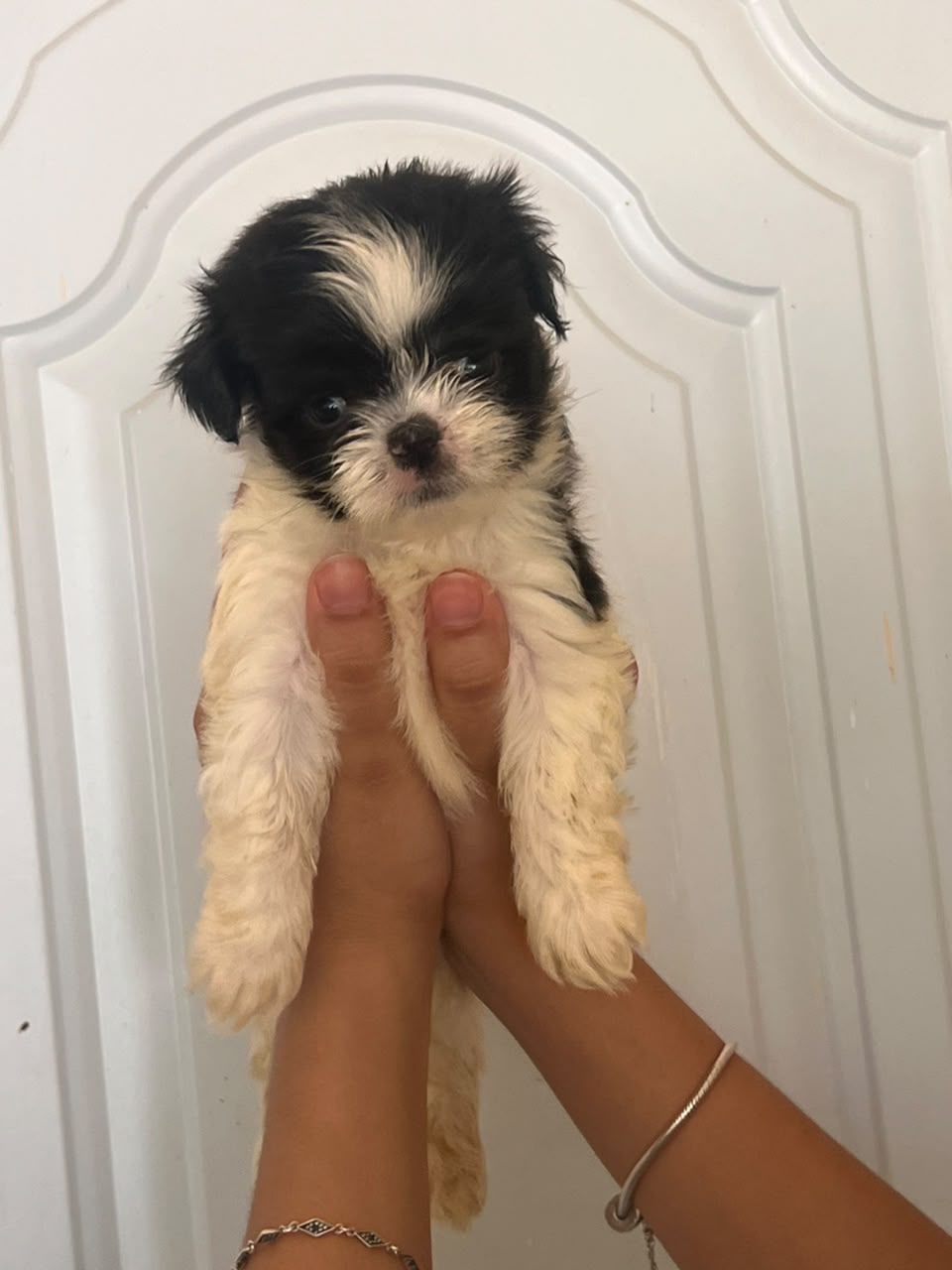OFERTA CACHORRO SHIPOO AMBOS SEXO UBICADO EN SANTO DOMINGO Y TIENE SU  Foto 7321995-2.jpg