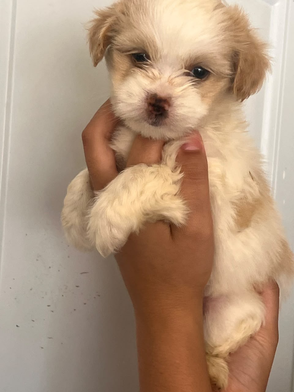 OFERTA CACHORRO SHIPOO AMBOS SEXO UBICADO EN SANTO DOMINGO Y TIENE SU  Foto 7321995-3.jpg