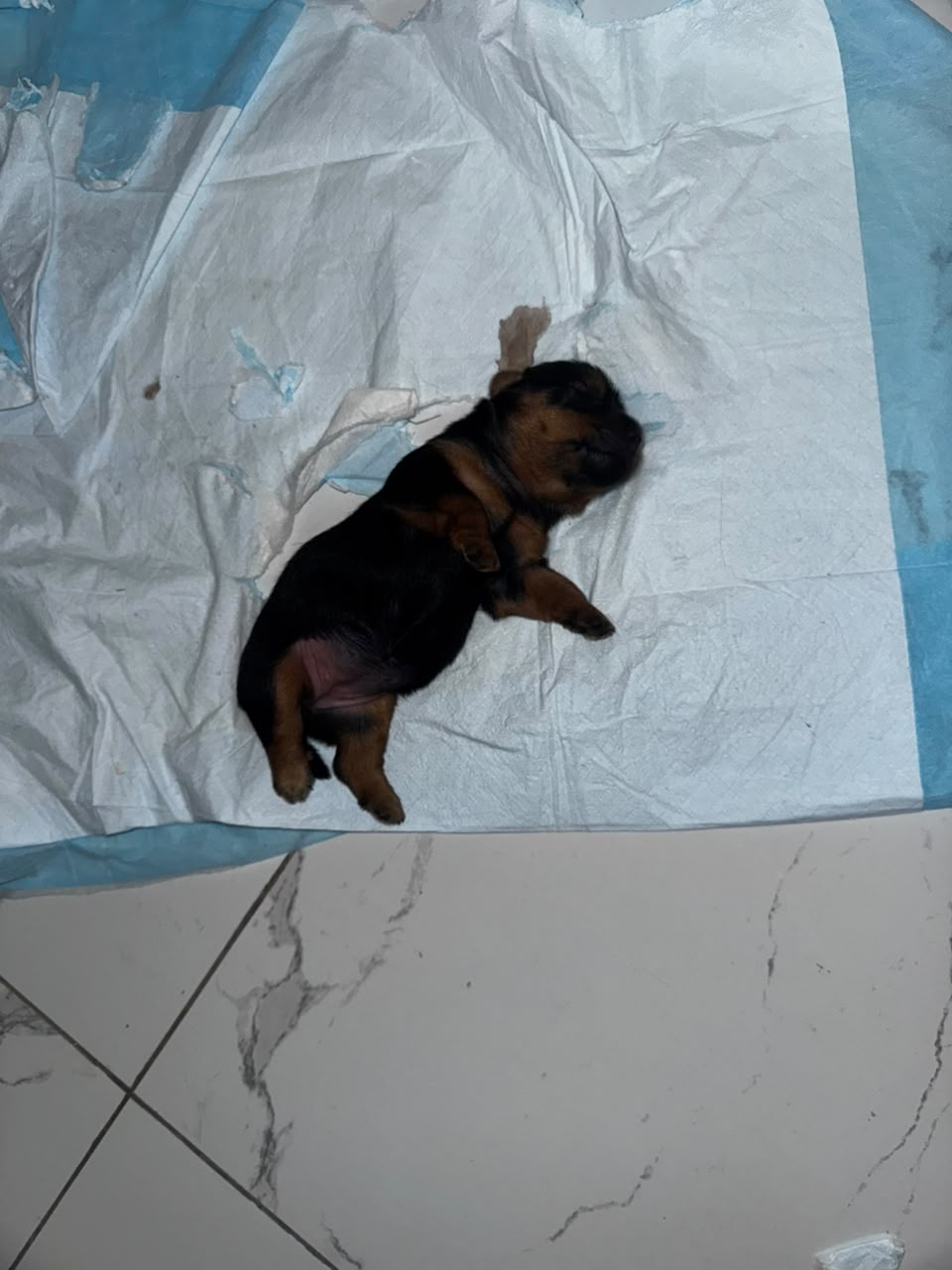 Perrita yorkie terrier Foto 7322013-1.jpg