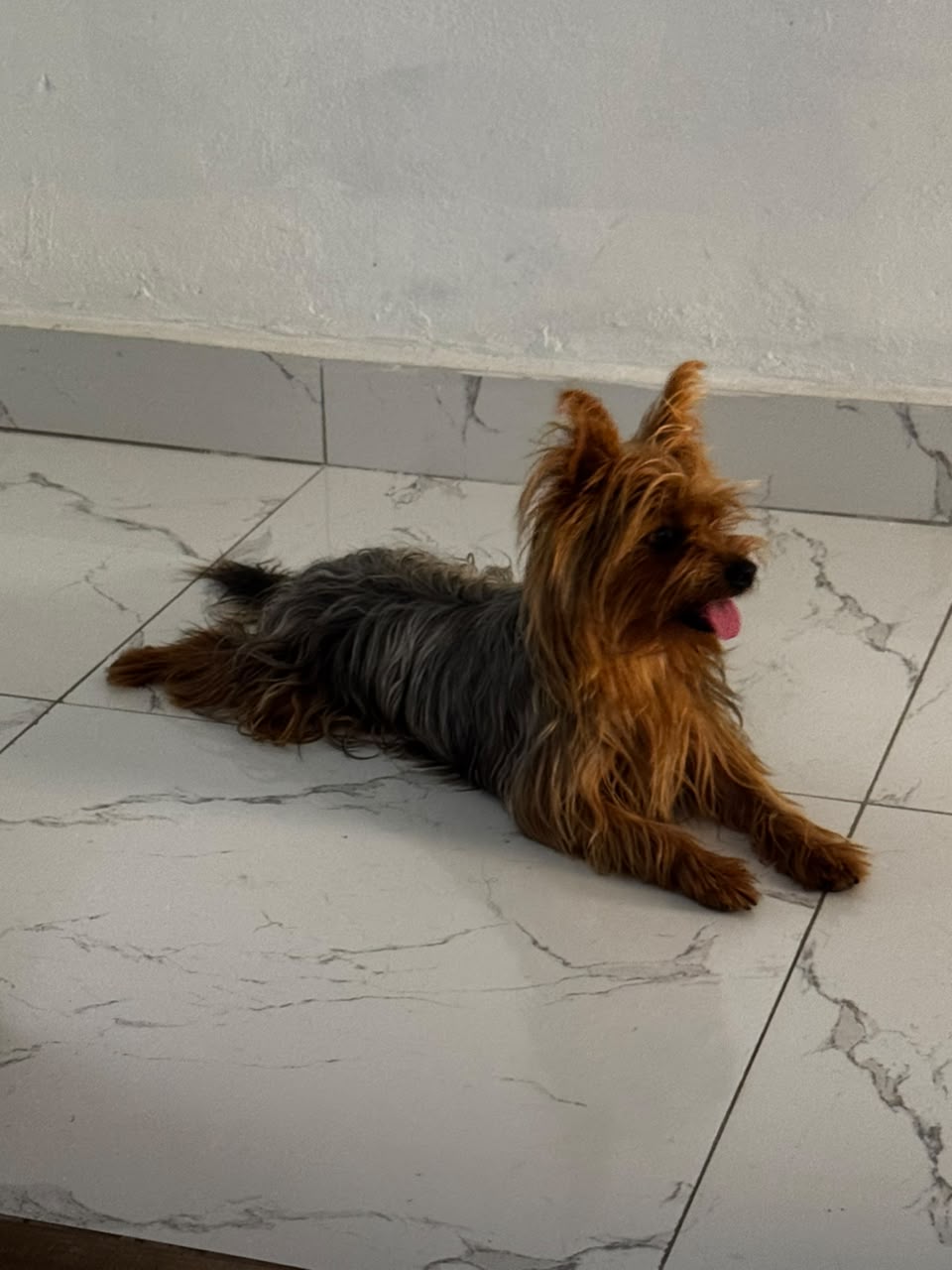 Se vende perrita yorkie 1 mes. Padres presentes Foto 7322014-1.jpg