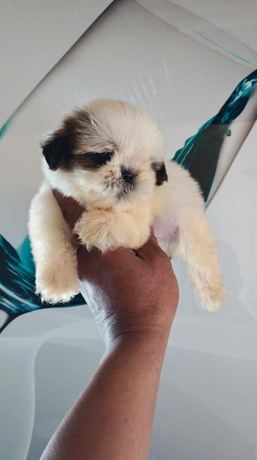 OFERTA CACHORRO SHIH TZU MACHO UBICADO EN SANTO DOMINGO Y TIENE SU VAC Foto 7322050-2.jpg