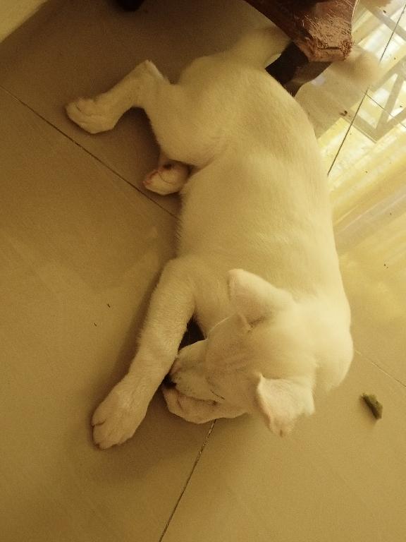 Cachorro husky blanco de 4 meses  Foto 7322059-1.jpg