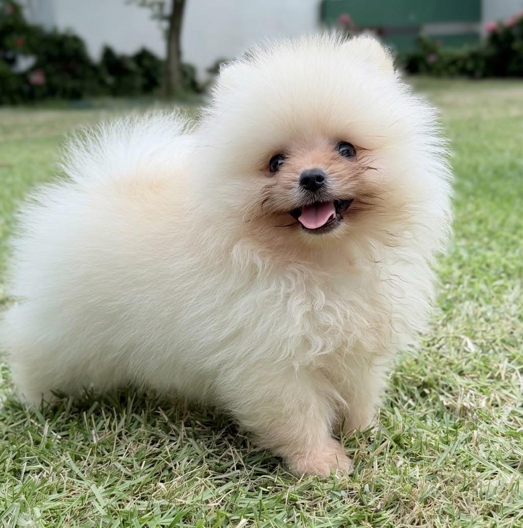 Pomerania Macho Diminuto 0.9 lb  Pedigree  2 Vacunas  VEAS Poms Foto 7322075-1.jpg