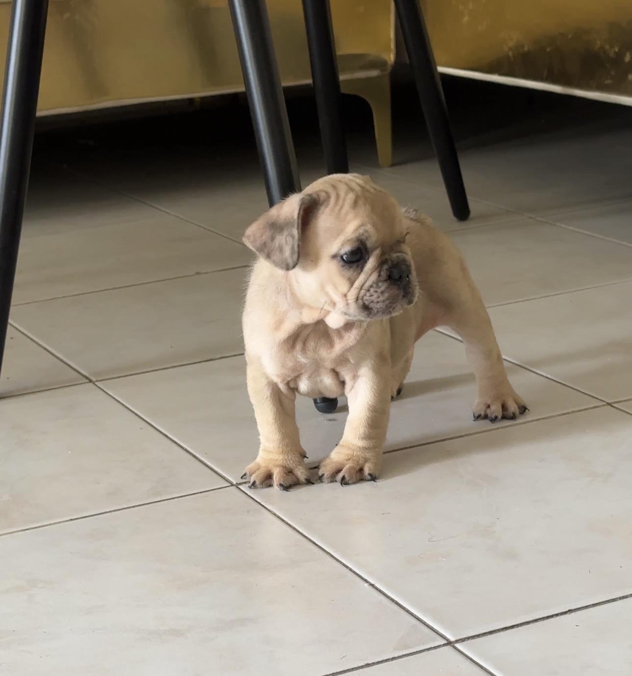 Bulldog frances hembras disponibles con pedigrí Foto 7322127-1.jpg