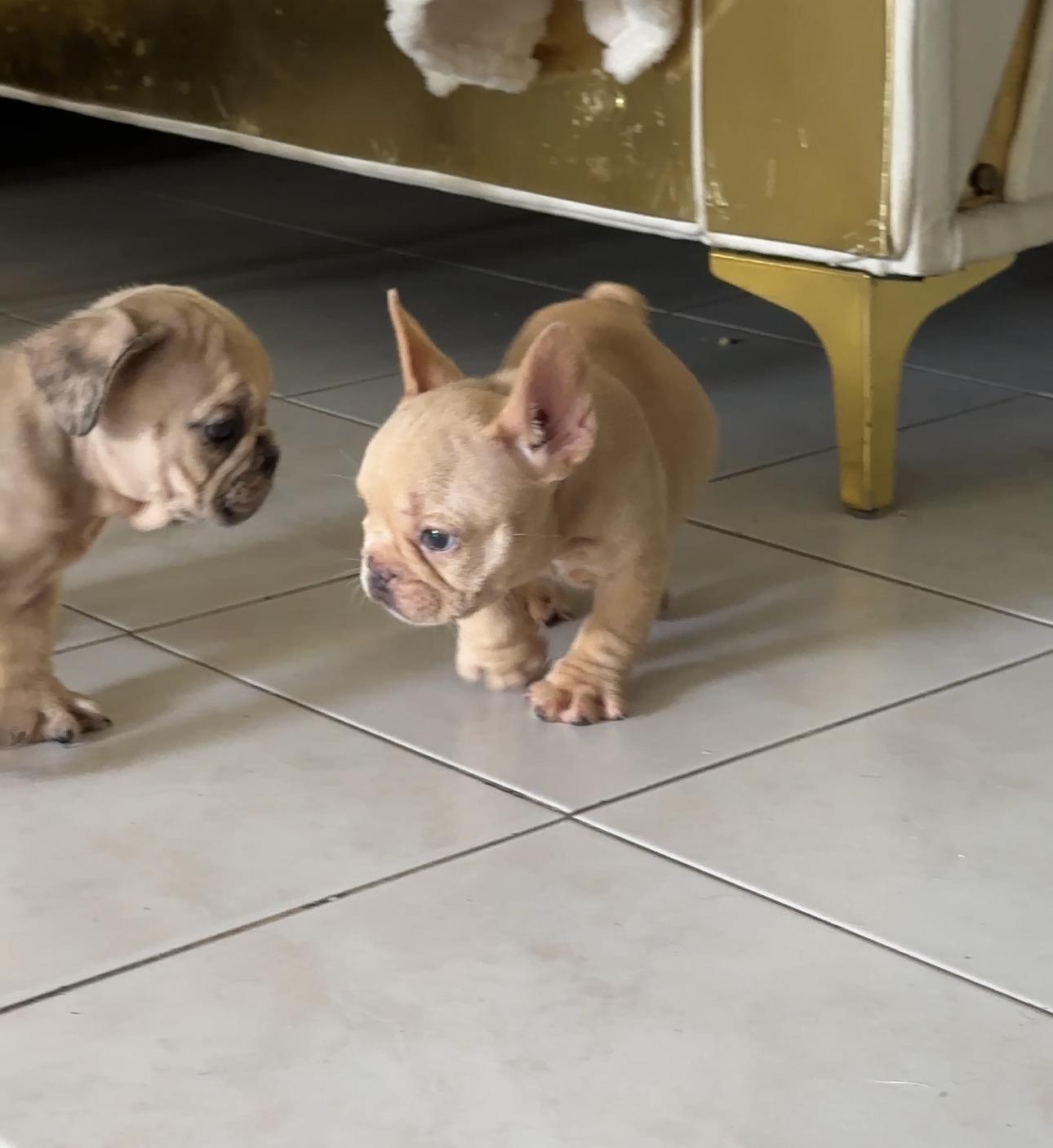 Bulldog frances hembras disponibles con pedigrí Foto 7322127-2.jpg