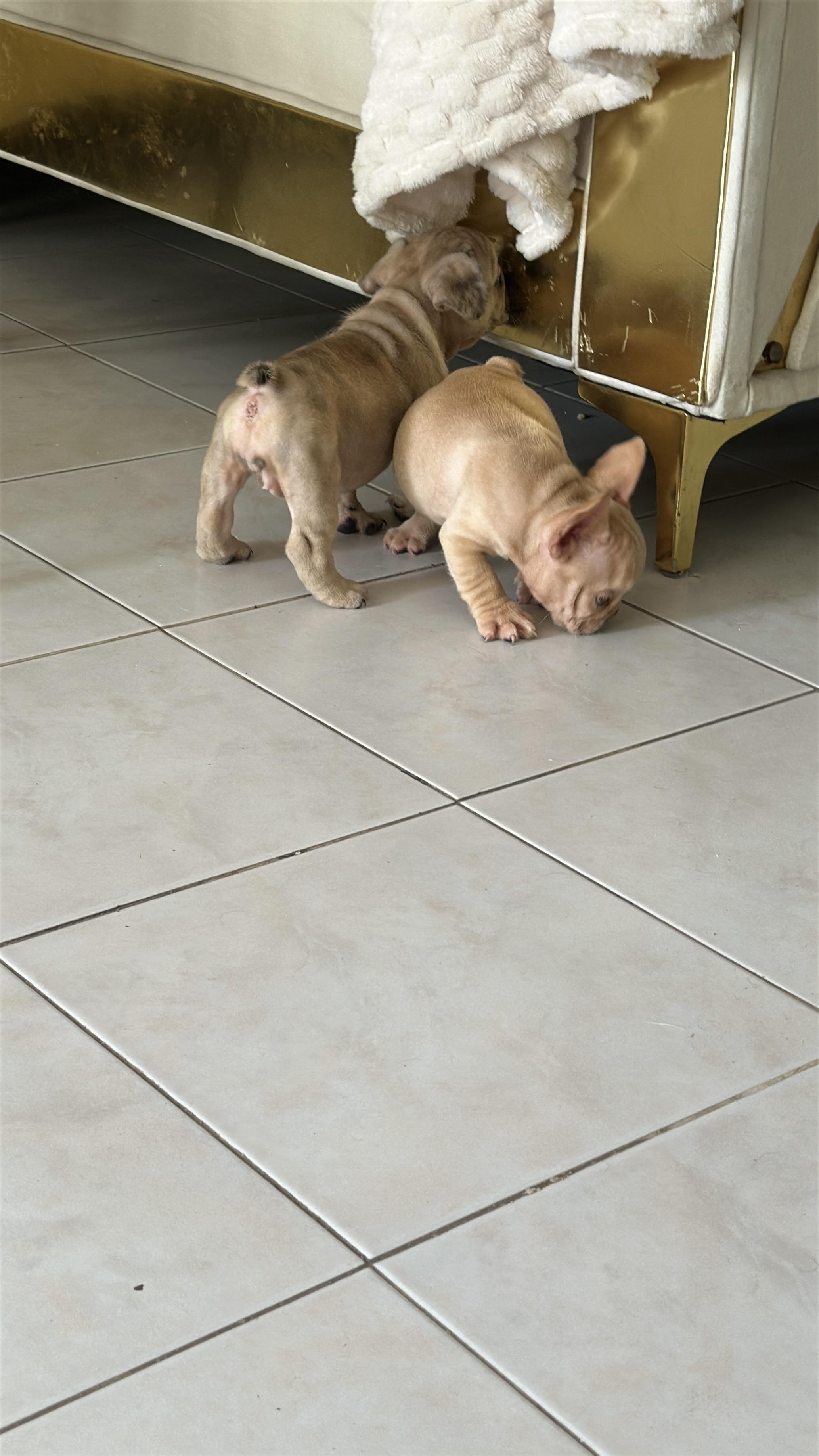 Bulldog frances hembras disponibles con pedigrí Foto 7322127-3.jpg