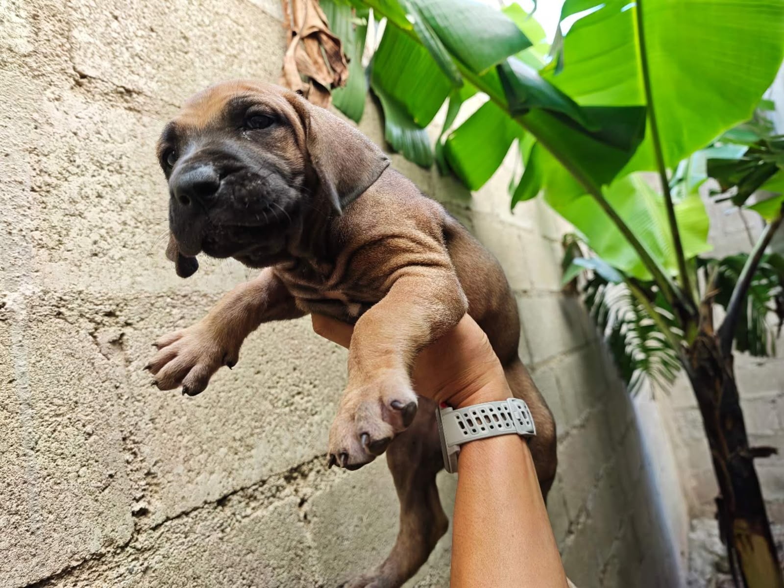 OFERTA CACHORRO FILA BRASILEIRO HEMBRA EN UBICADO EN SANTO DOMINGO Y T Foto 7322129-2.jpg
