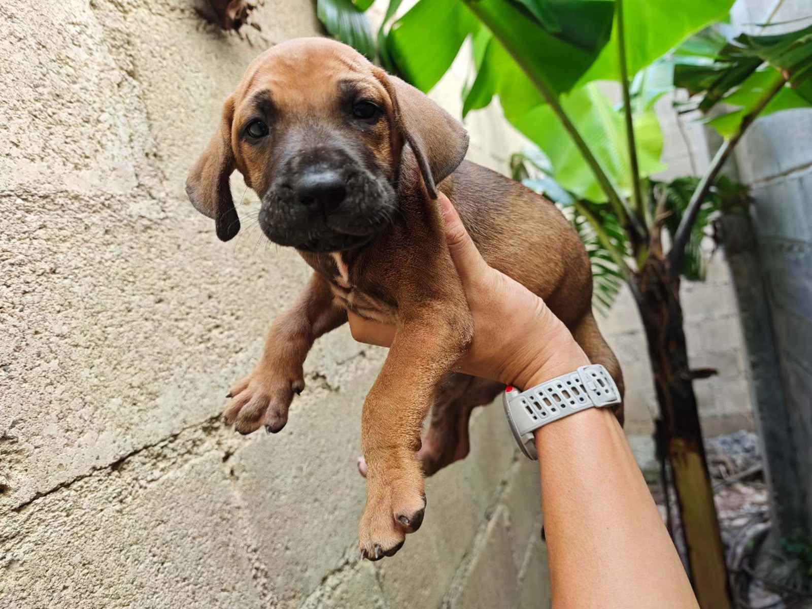 OFERTA CACHORRO FILA BRASILEIRO HEMBRA EN UBICADO EN SANTO DOMINGO Y T Foto 7322129-3.jpg