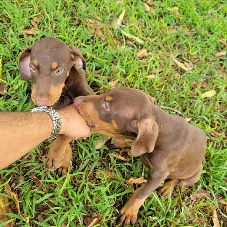 OFERTA CACHORRO DOBERMAN AMBOS SEXO UBICADO EN SANTO DOMINGO Y TIENE S Foto 7322244-1.jpg