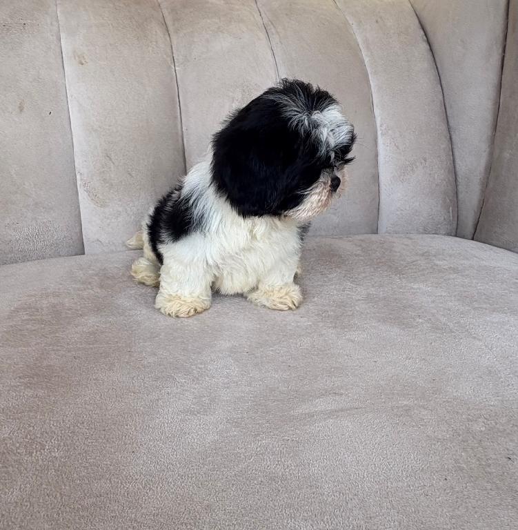 OFERTA CACHORRO SHIH TZU HEMBRA UBICADO EN SANTO DOMINGO Y TIENE SU VA Foto 7322245-1.jpg