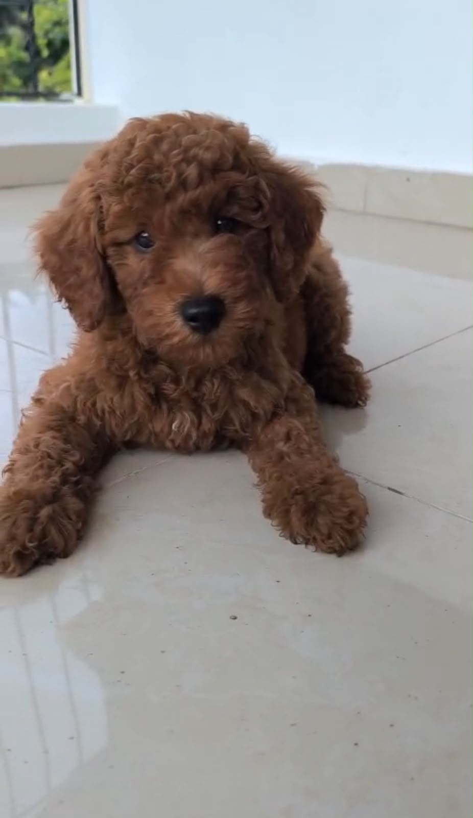 OFERTA CACHORRO MINI GOLDENDOODLE MACHO EN UBICADO EN SANTO DOMINGO Y  Foto 7322390-1.jpg
