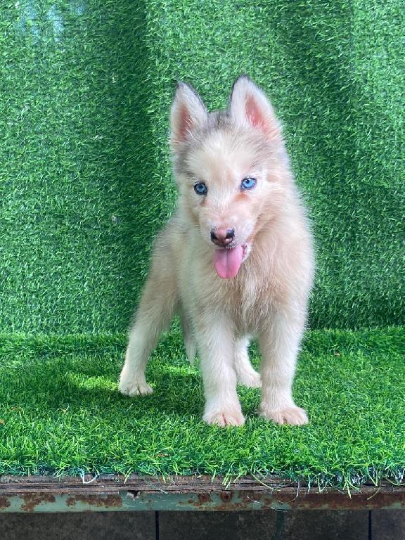OFERTA CACHORRO HUSKY HEMBRA UBICADO EN SANTO DOMINGO Y TIENE SU VACUN Foto 7322468-1.jpg