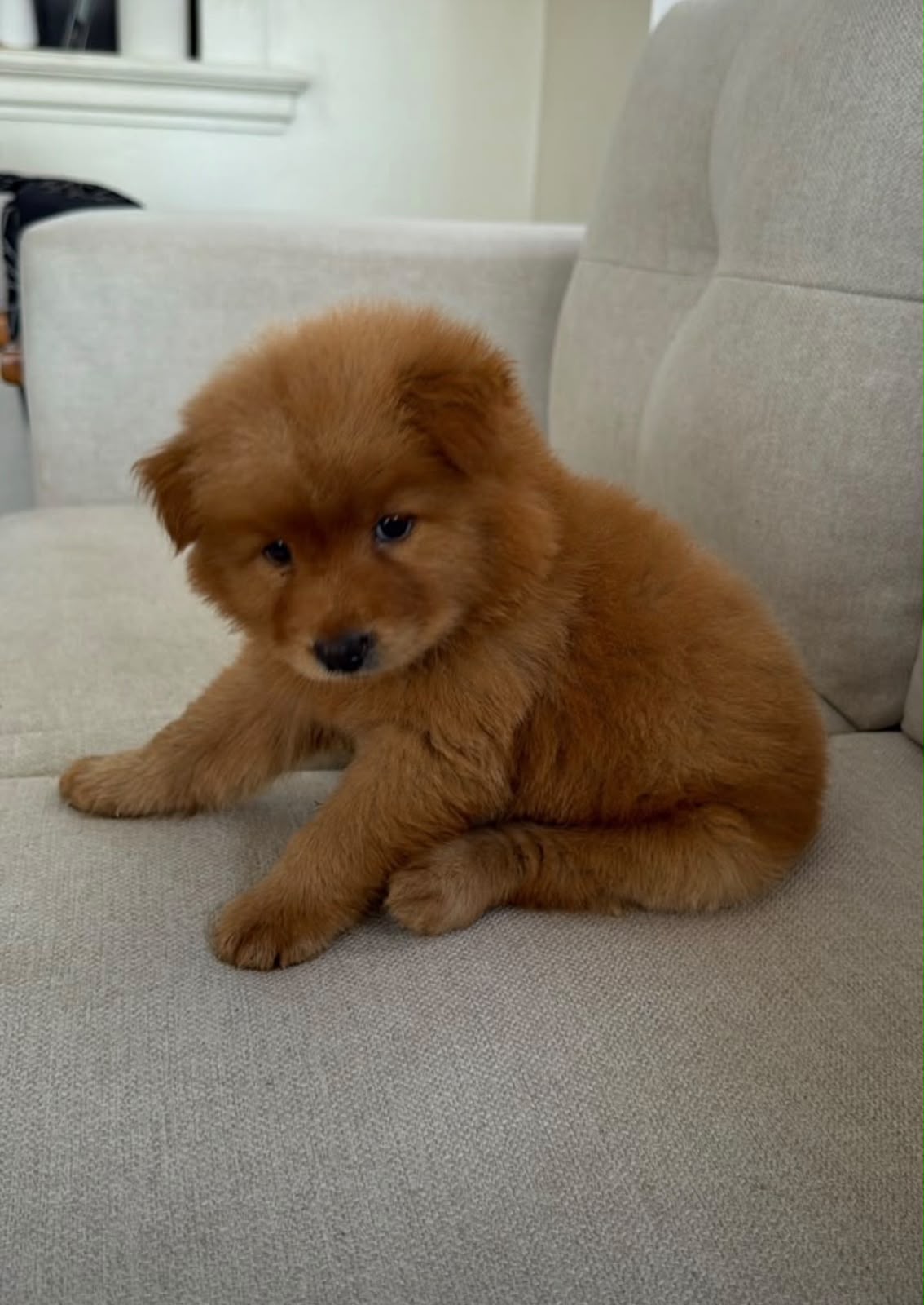 OFERTA CACHORRO CHOW CHOW HEMBRA O EN SANTO DOMINGO Y TIENE SU VACUNAS Foto 7322493-1.jpg