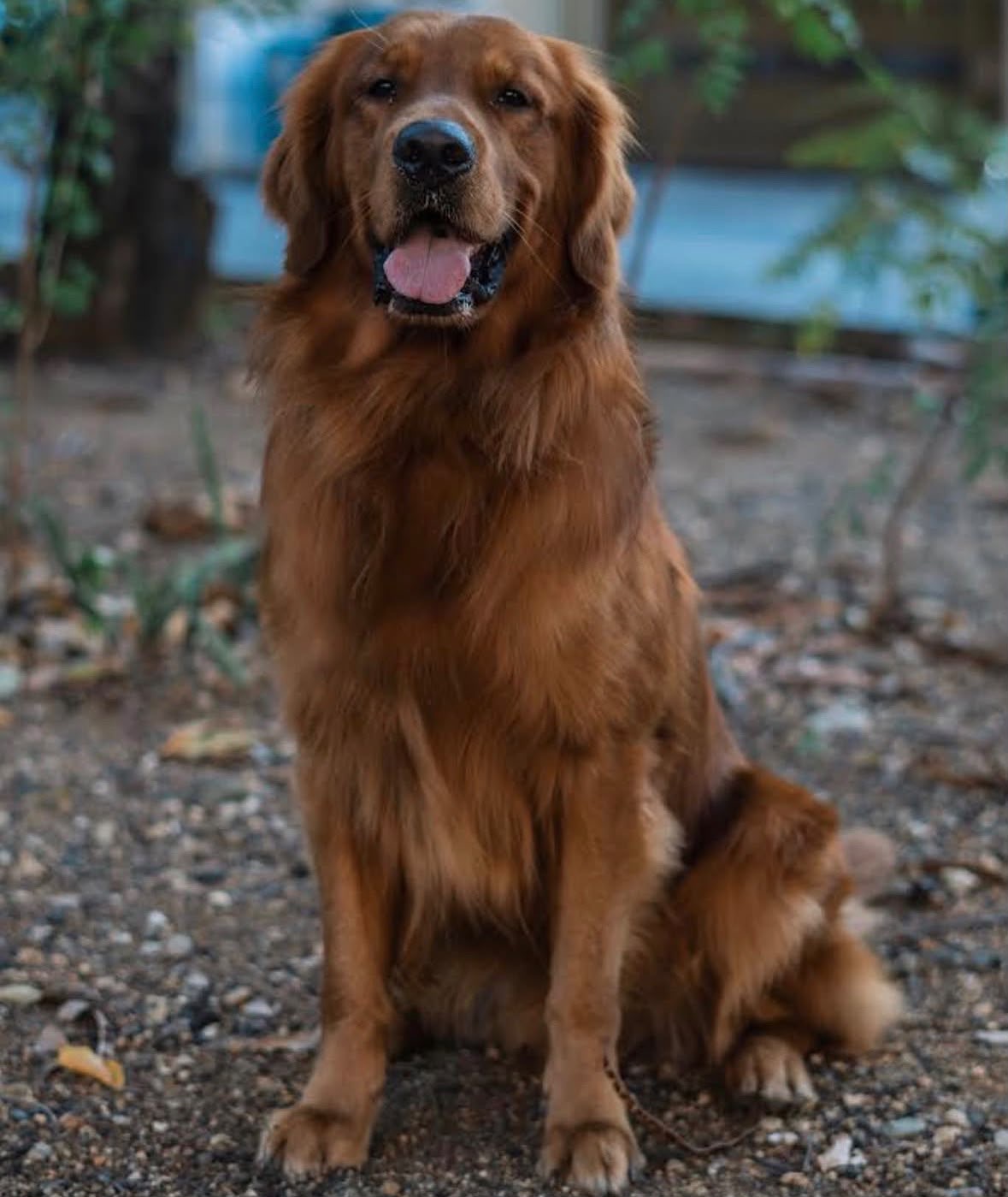 Golden Retriver Foto 7322529-7.jpg
