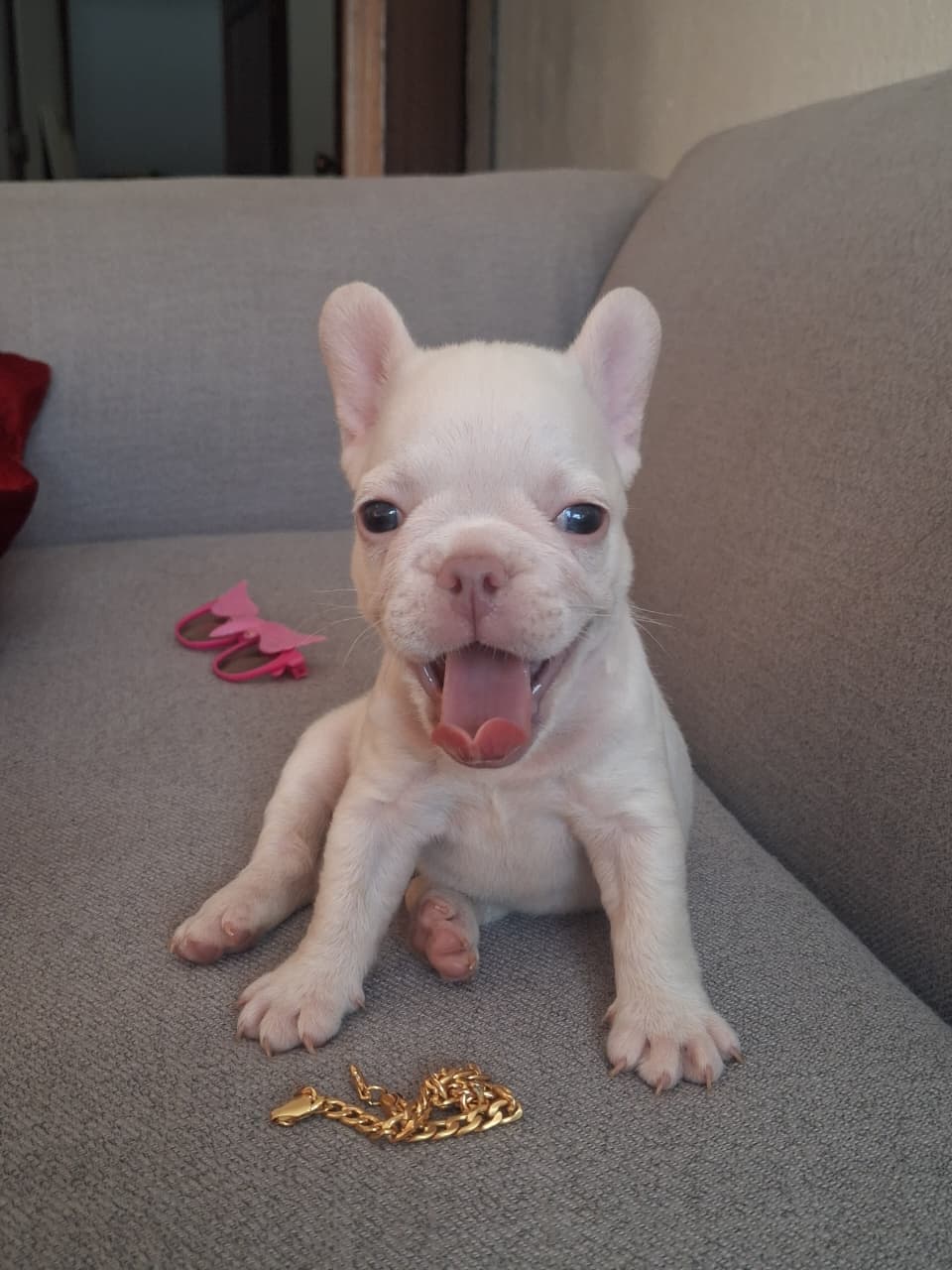 OFERTA CACHORRO BULLDOG HEMBRA BLANCA UBICADO EN SANTO DOMINGO Y TIENE Foto 7322539-4.jpg
