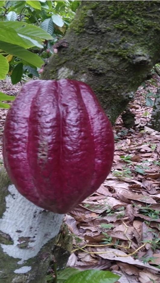ULTIMA REBAJA en Finca de CACAO en PRODUCCION 112 tareas en El Valle d Foto 7322552-2.jpg