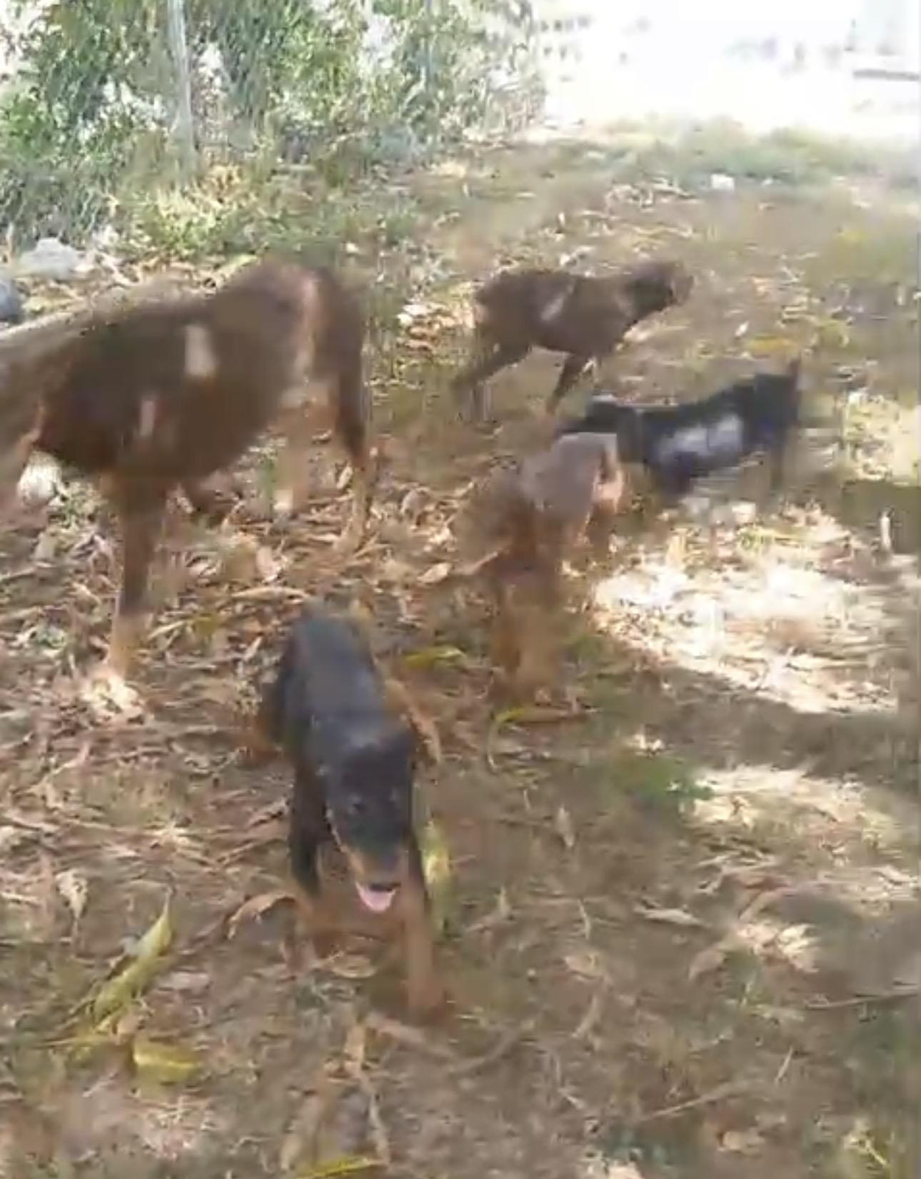 Doberman ambos sexos disponibles Foto 7322613-1.jpg