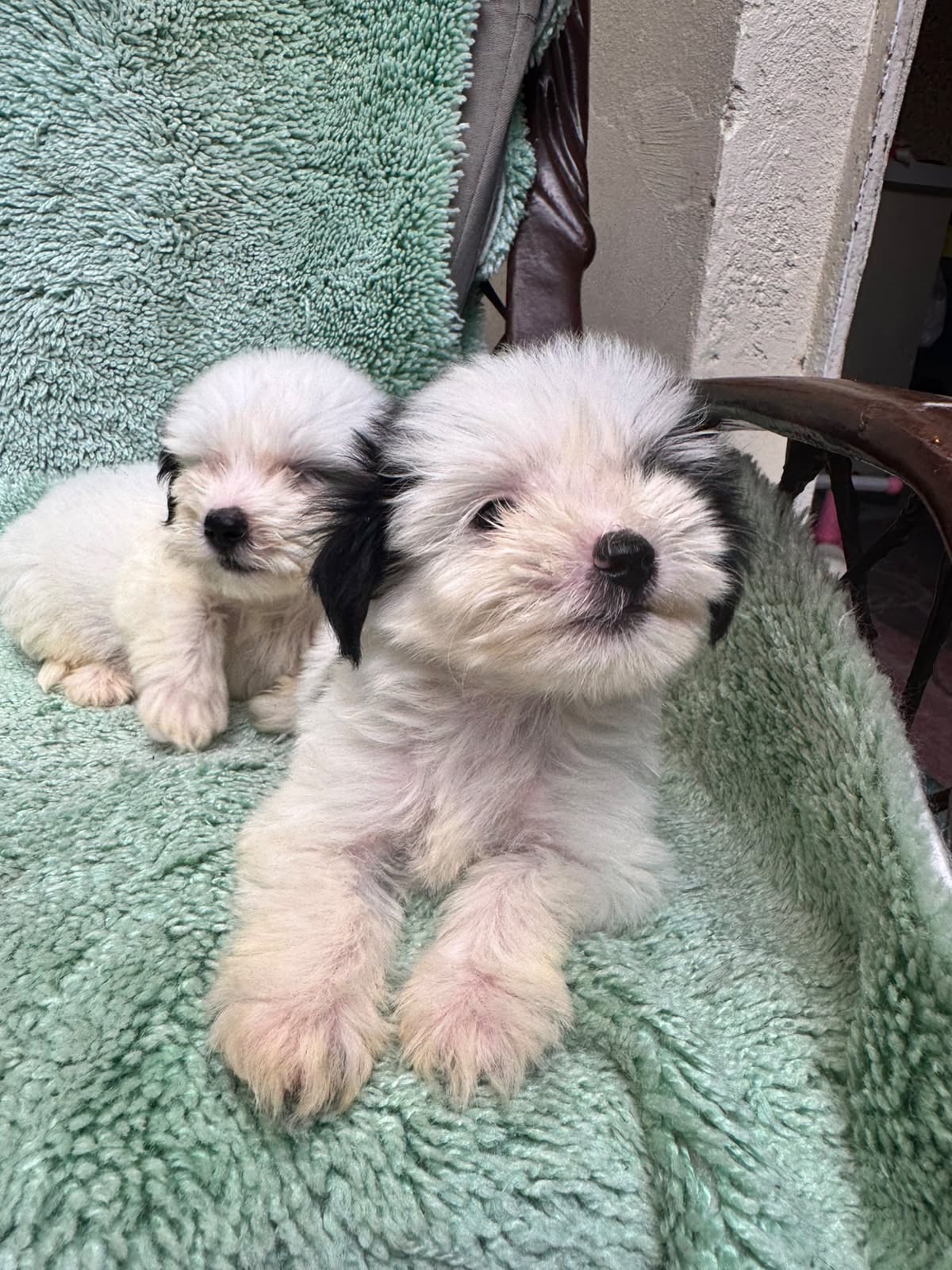 Shipoo Ambos Sexos  Foto 7322616-2.jpg