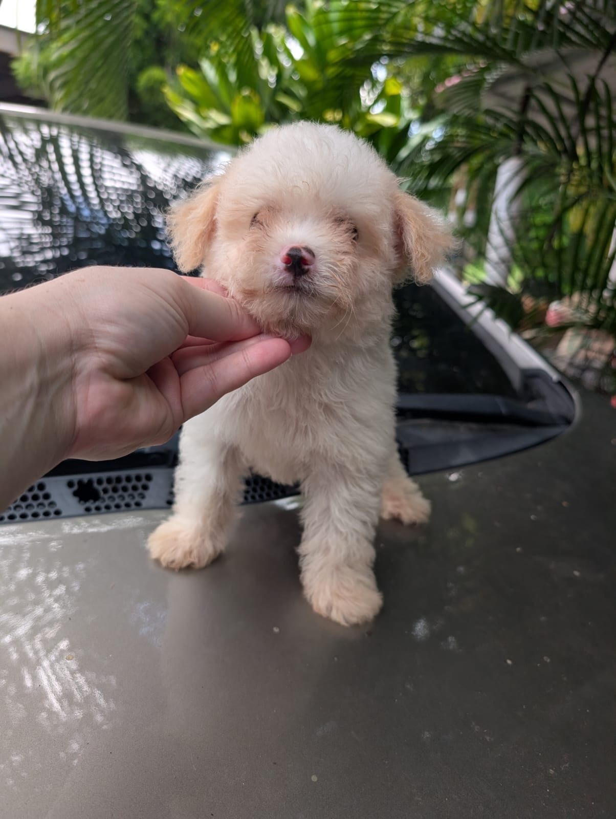 Maltipoo Ambos Sexos  Foto 7322645-2.jpg