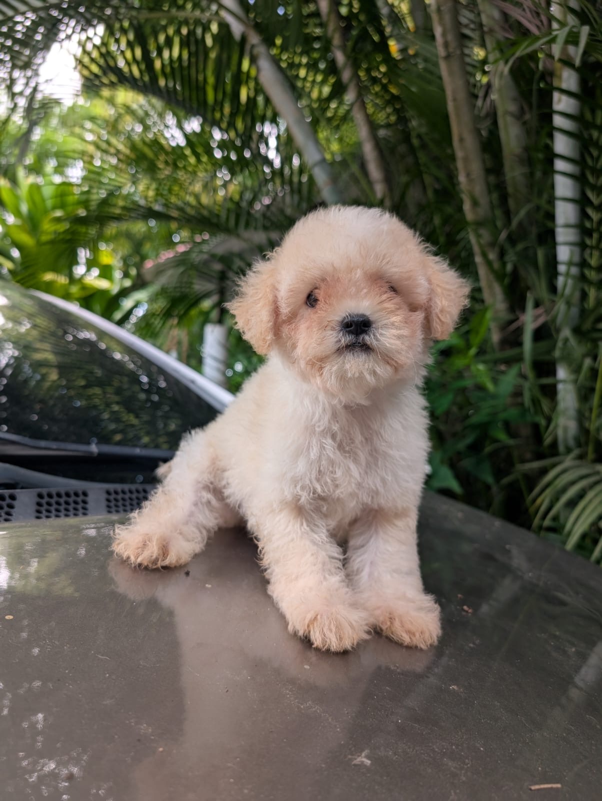 Maltipoo Ambos Sexos  Foto 7322645-3.jpg
