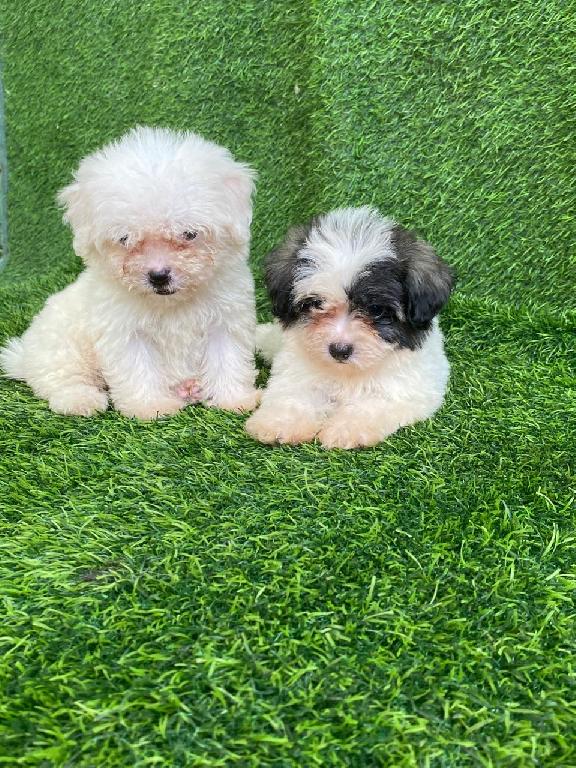 Maltipoo Ambos Sexos  Foto 7322646-1.jpg