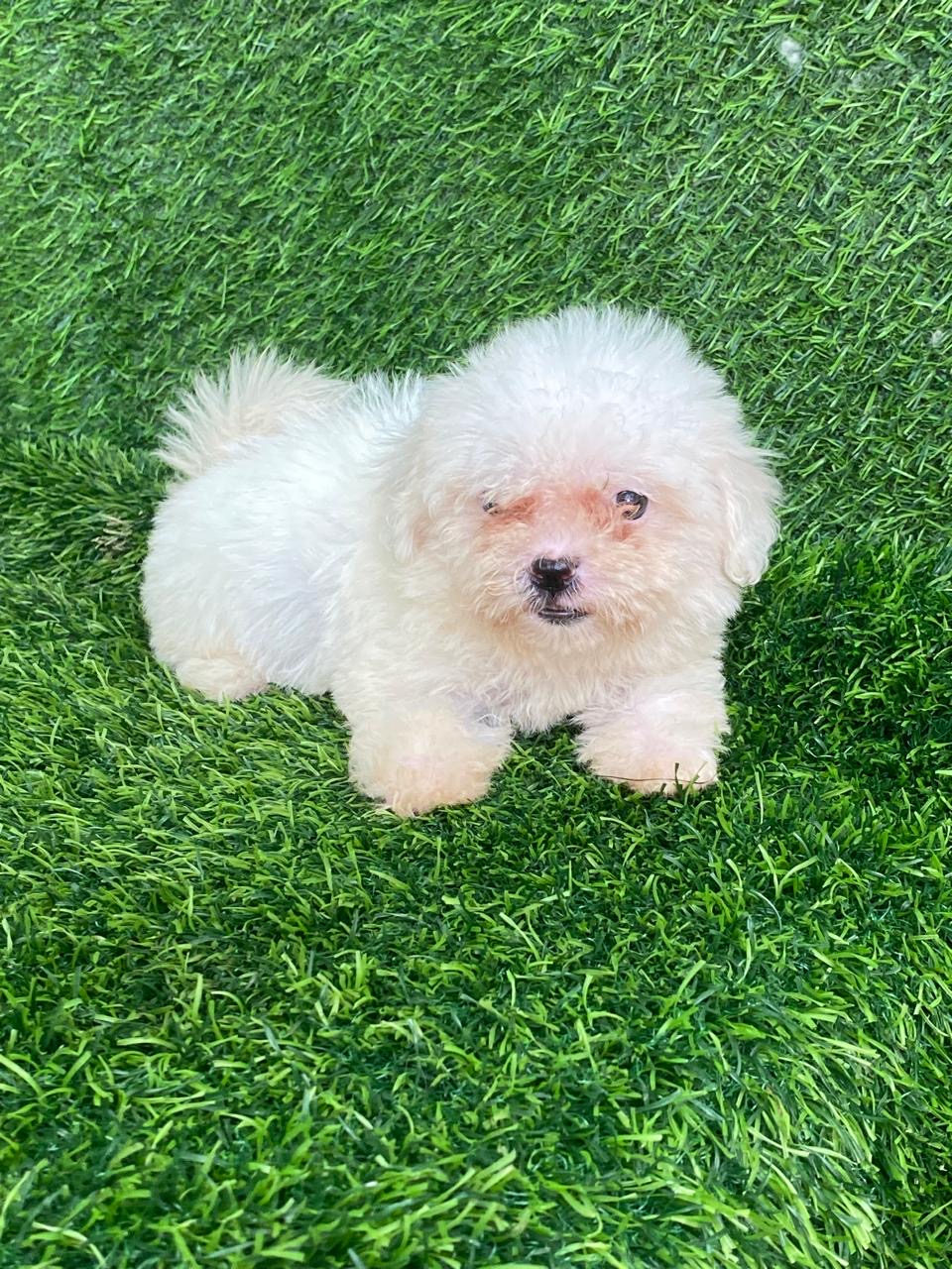Maltipoo Ambos Sexos  Foto 7322646-2.jpg