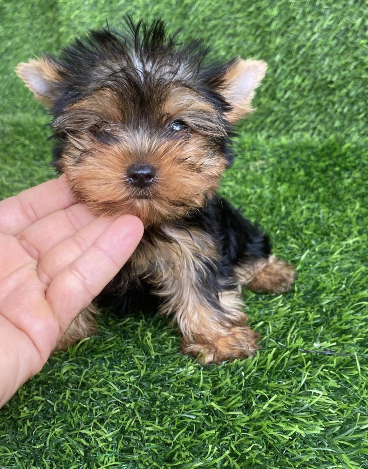 Yorkie Ambos Sexos  Foto 7322653-2.jpg
