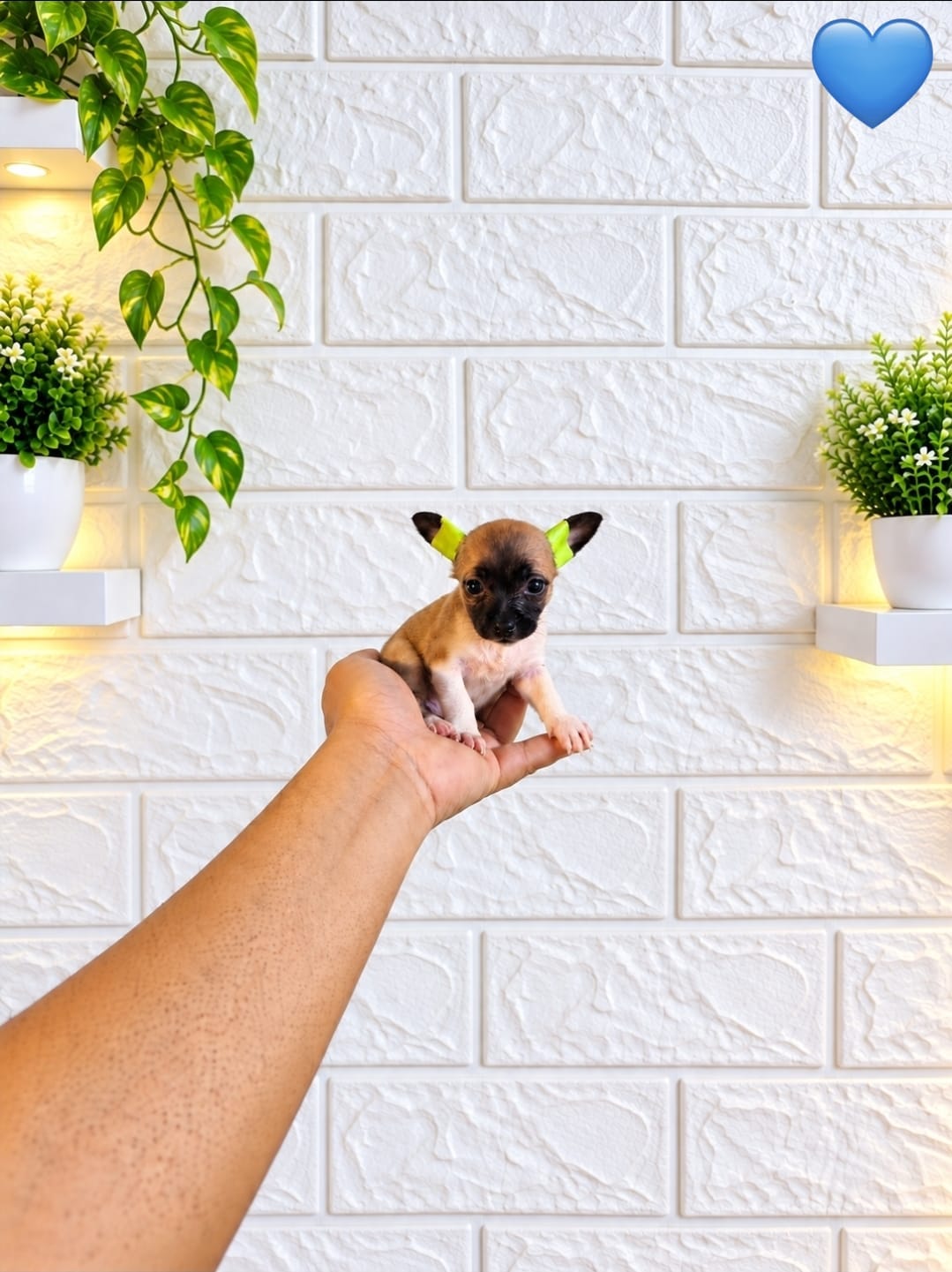 ESPECIAL DE CACHORRO CHIHUAHUA AMBOS SEXO EN UBICADO EN SANTO DOMINGO  Foto 7322681-2.jpg