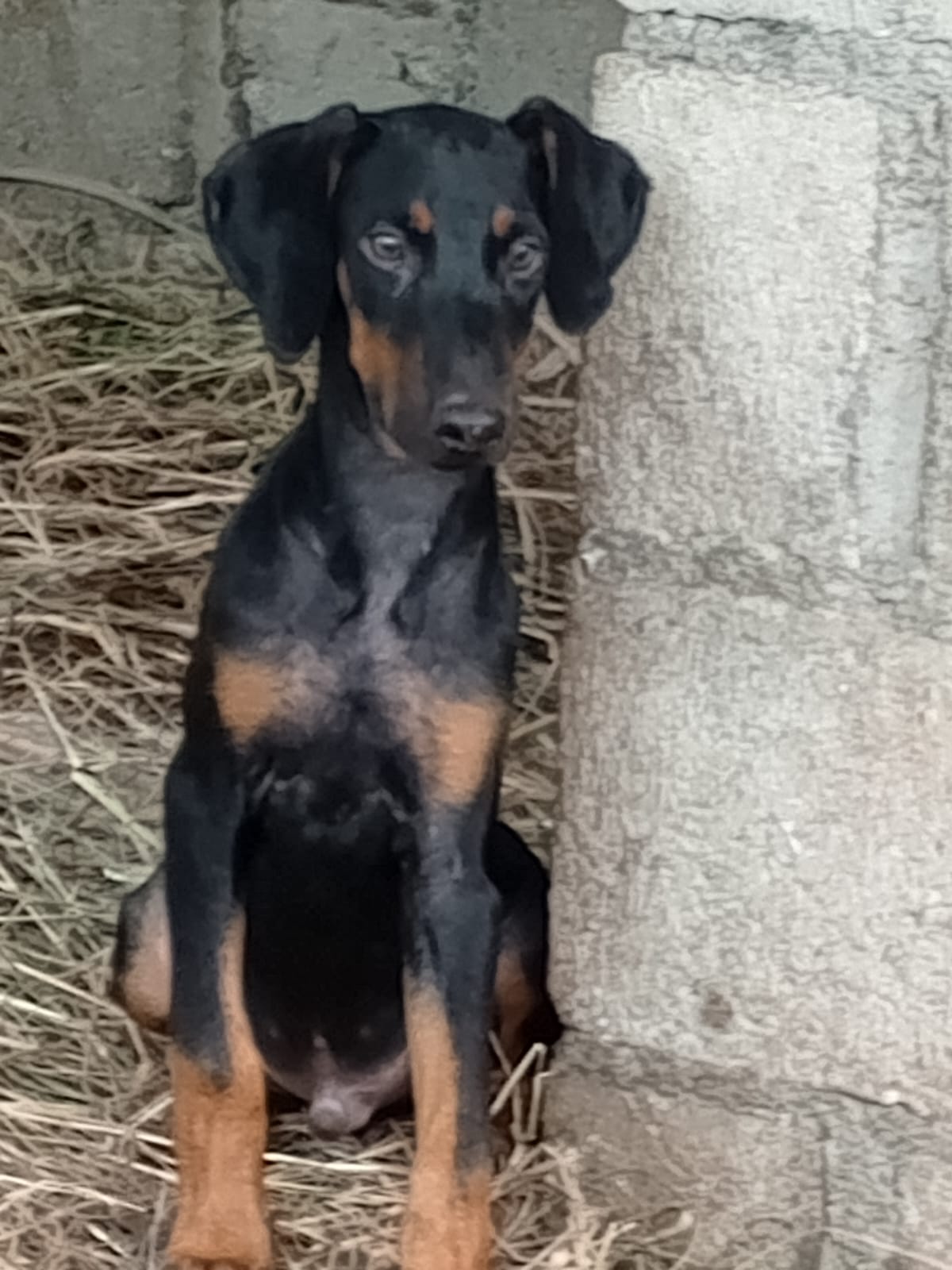 ESPECIAL CACHORRO DOBERMAN MACHO EN UBICADO EN SANTO DOMINGO Y TIENE S Foto 7322689-2.jpg