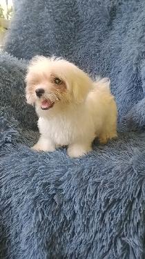 OFERTA CACHORRO MALTES MACHO PEQUEÑO EN UBICADO EN SANTO DOMINGO Y TIE Foto 7322723-1.jpg