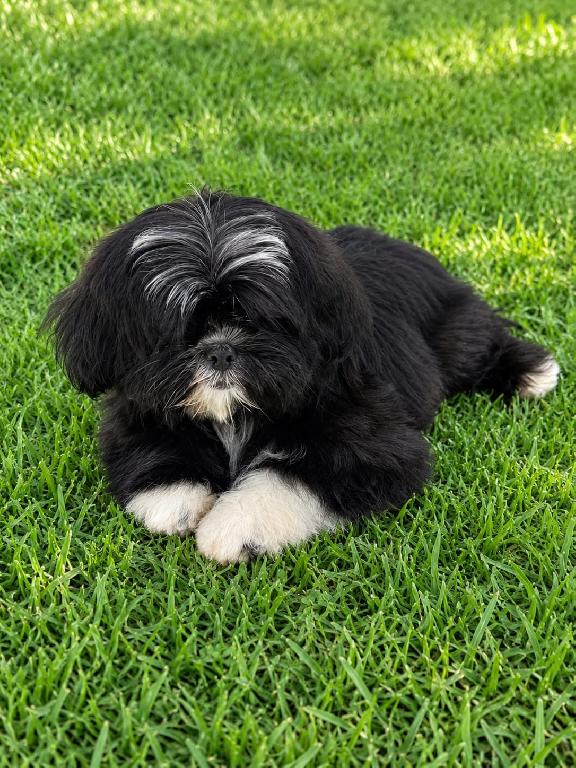 ESPECIAL CACHORRO SHIPOO HEMBRA EN UBICADO EN SANTO DOMINGO Y TIENE SU Foto 7322725-1.jpg