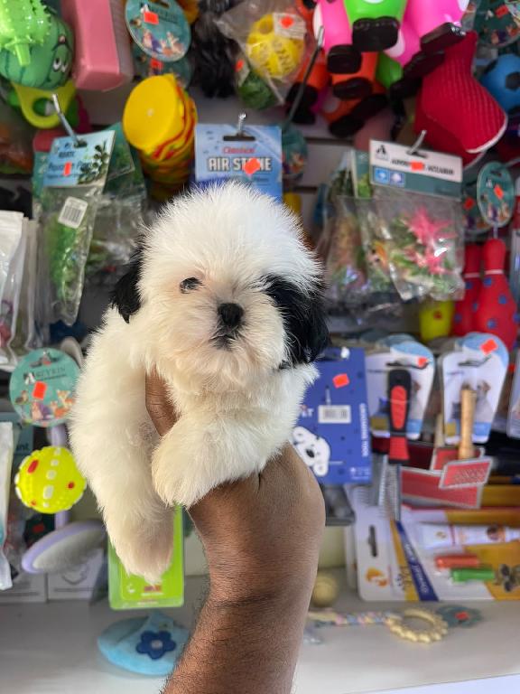 OFERTA CACHORRO SHIH TZU HEMBRA EN UBICADO EN SANTO DOMINGO Y TIENE SU Foto 7322842-1.jpg