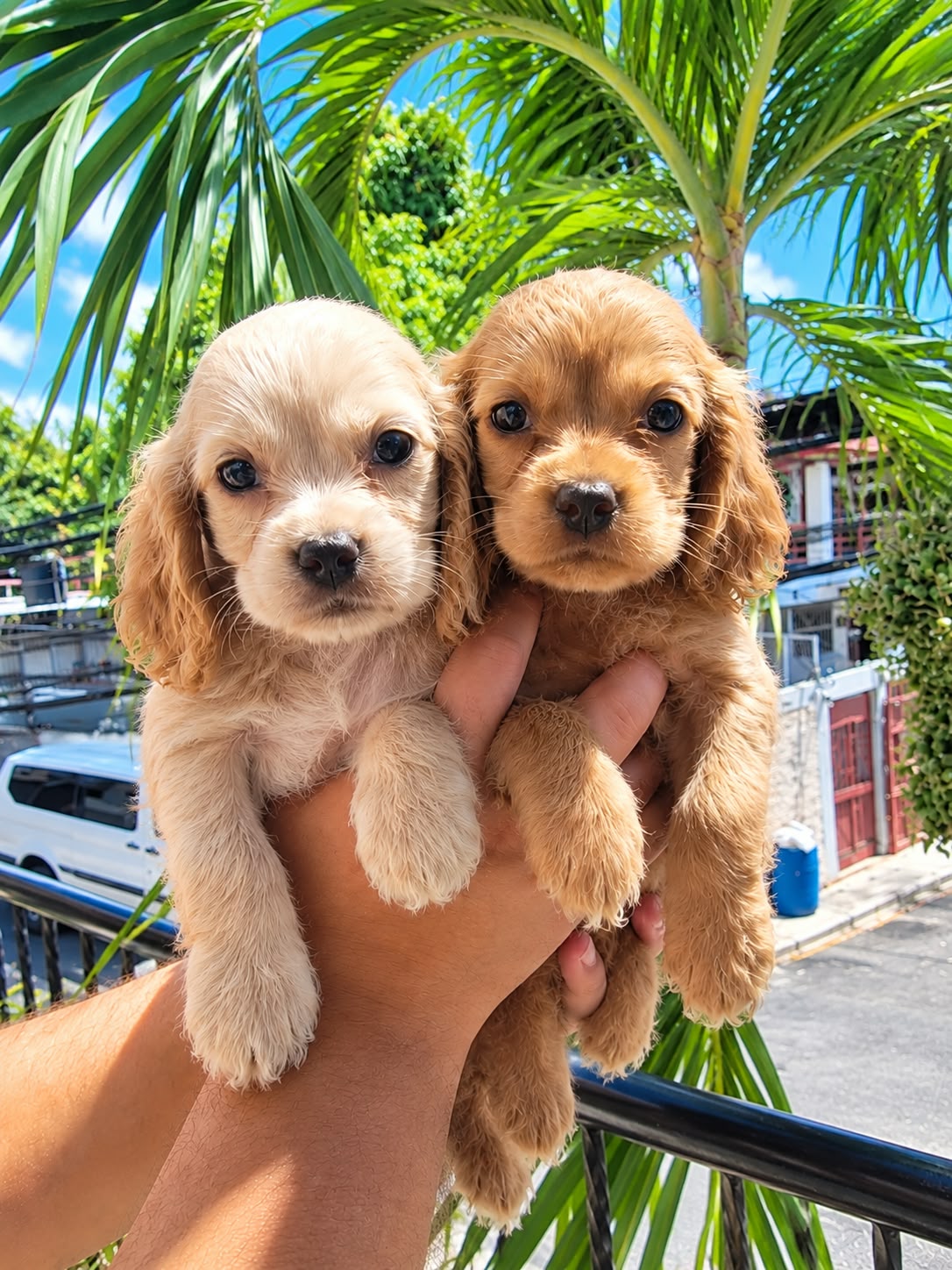 OFERTA CACHORRO COCKER SPANIEL AMBOS SEXO UBICADO EN SANTO DOMINGO Y T Foto 7322845-3.jpg