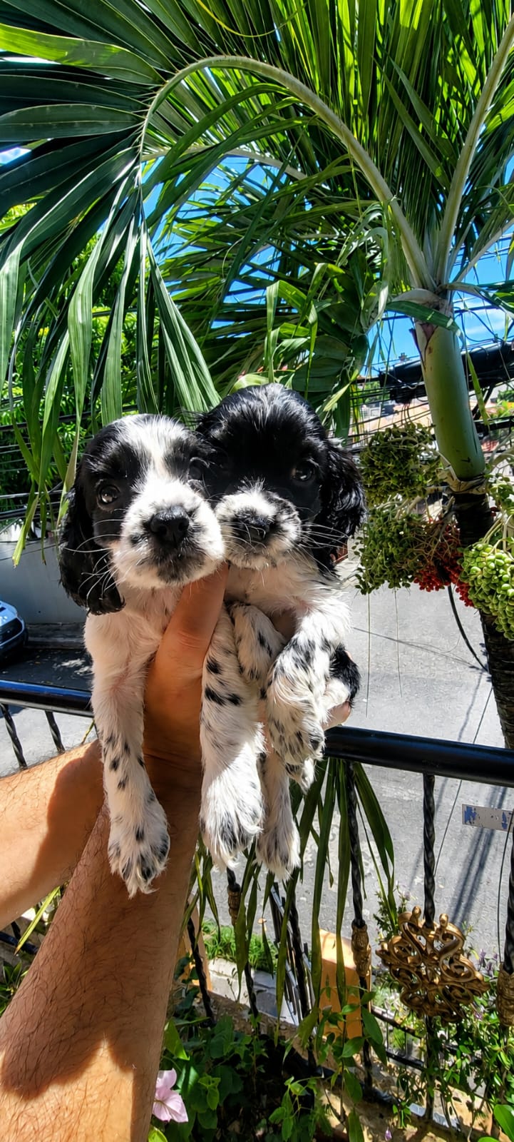 OFERTA CACHORRO COCKER SPANIEL AMBOS SEXO UBICADO EN SANTO DOMINGO Y T Foto 7322845-4.jpg