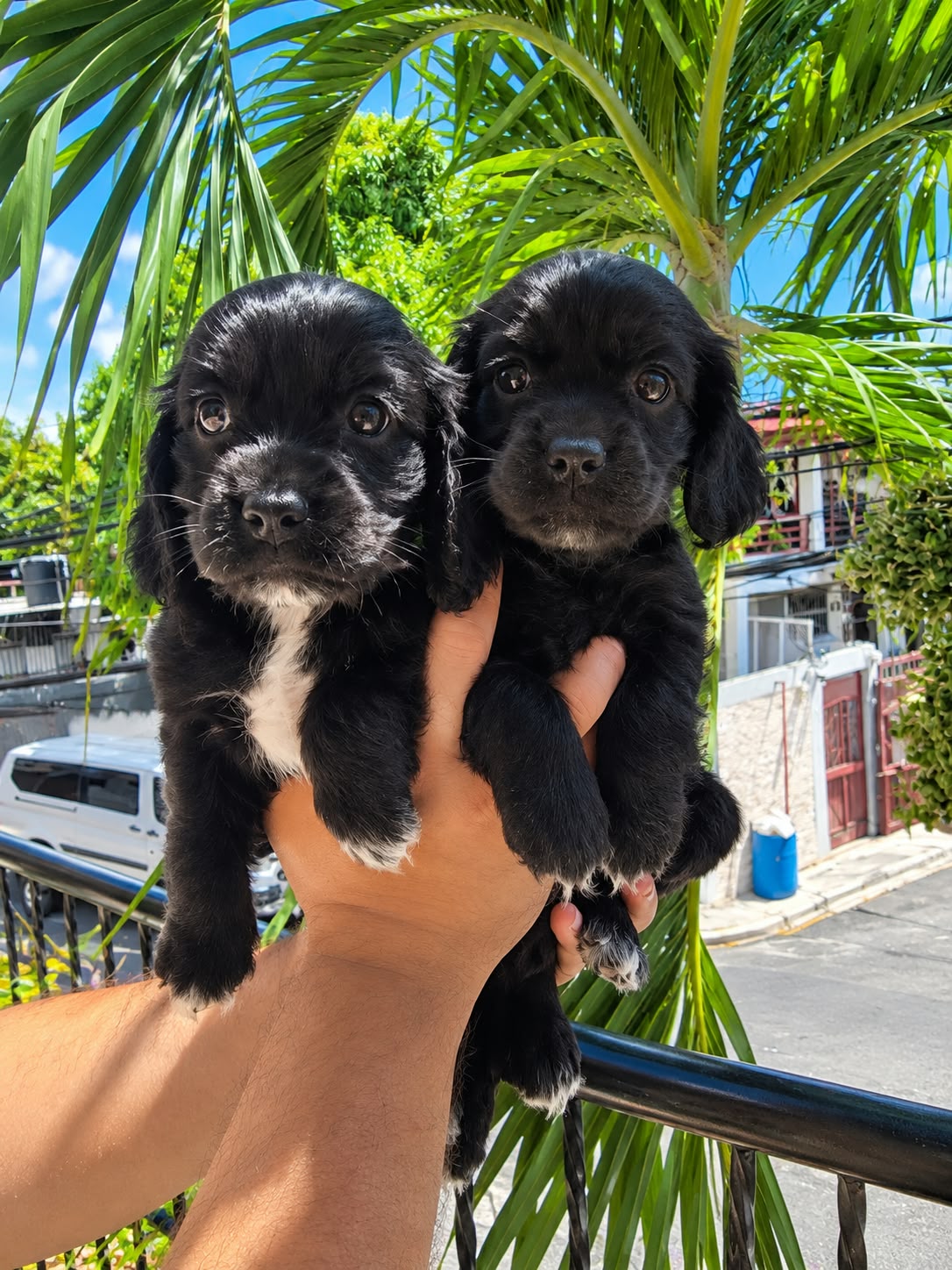 OFERTA CACHORRO COCKER SPANIEL AMBOS SEXO UBICADO EN SANTO DOMINGO Y T Foto 7322845-5.jpg